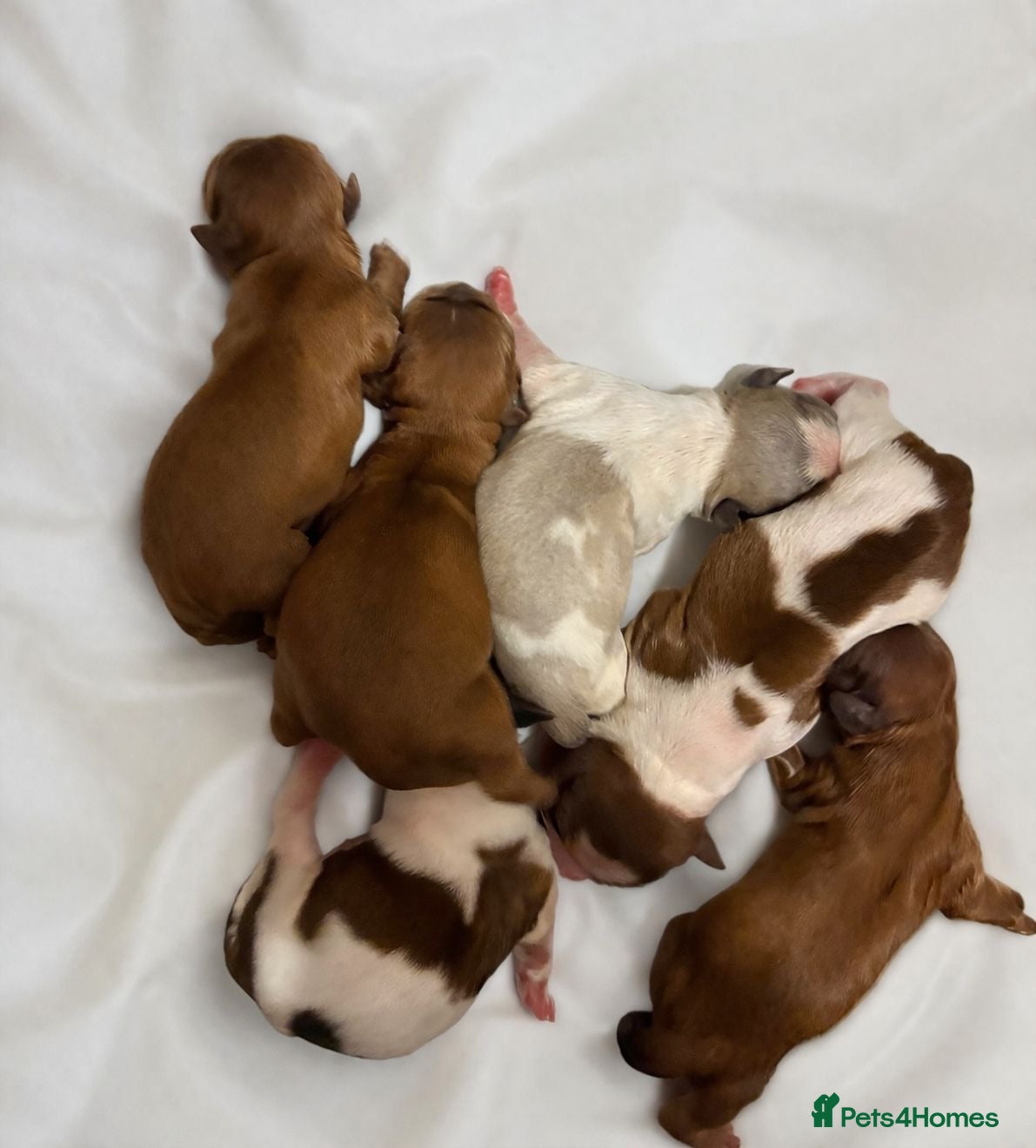 Shih Tzu dogs Standard Health Tested Kennel Club - Advert 1