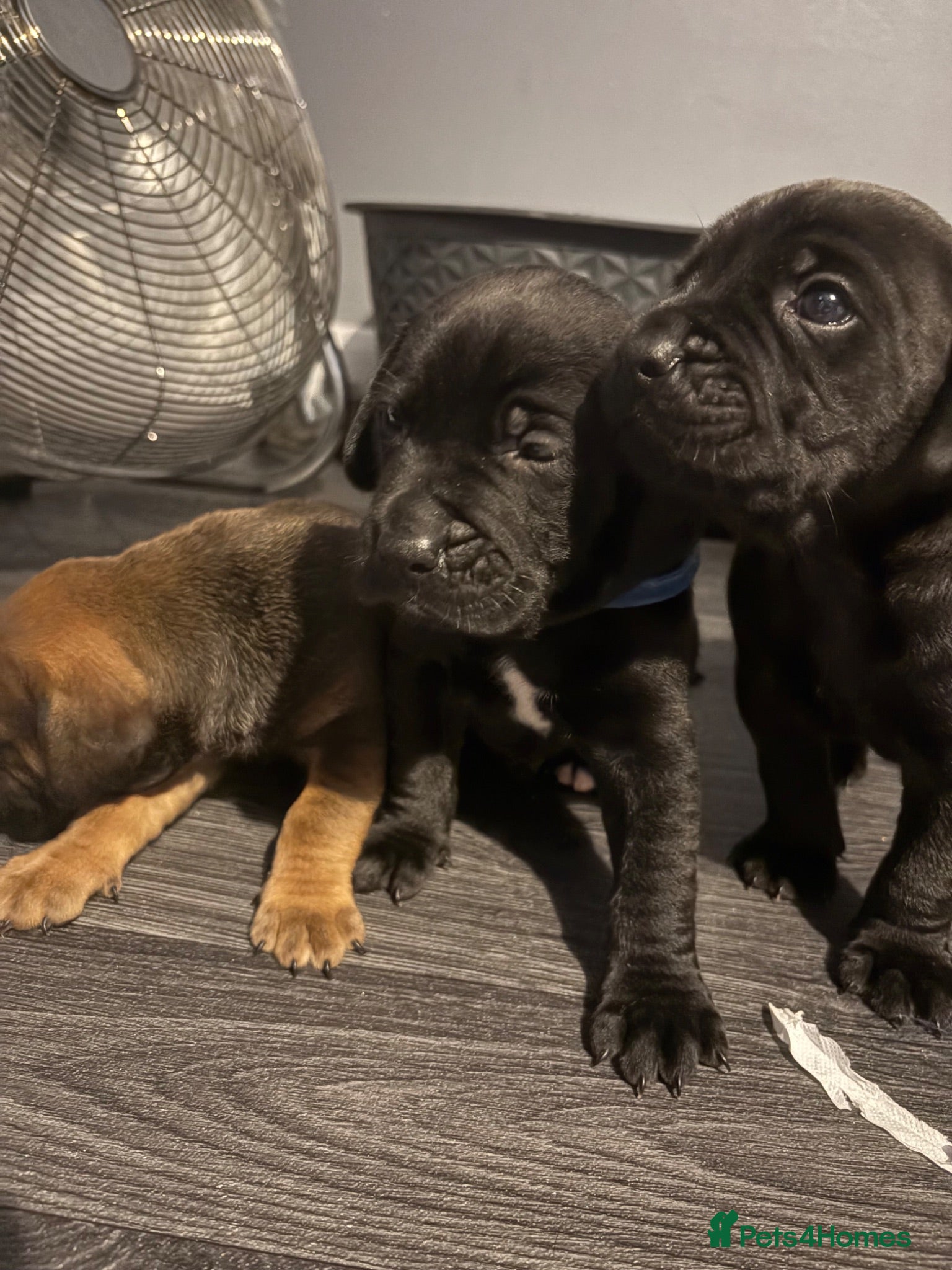 Mixed Breed dogs Shar Pei x Staff x Working Cocker Spaniel puppies - Advert 1
