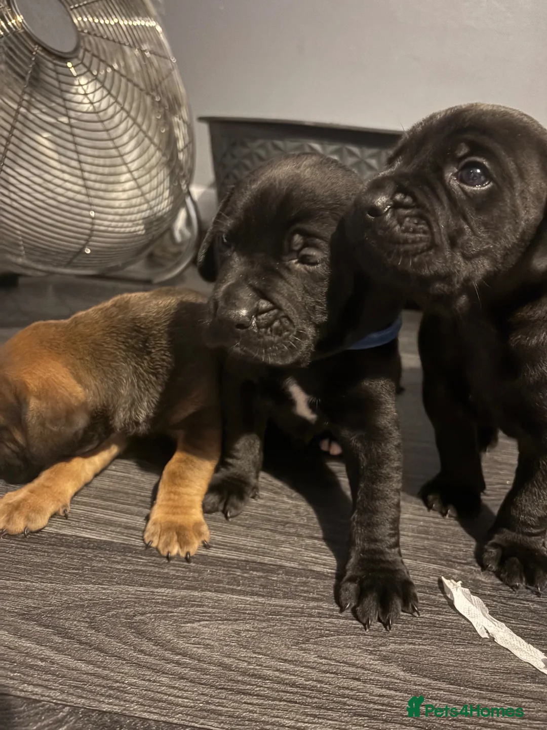 Mixed Breed dogs for sale: Shar Pei x Staff x Working Cocker Spaniel puppies - Advert 1