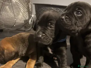 Mixed Breed dogs Shar Pei x Staff x Working Cocker Spaniel puppies - Advert 7