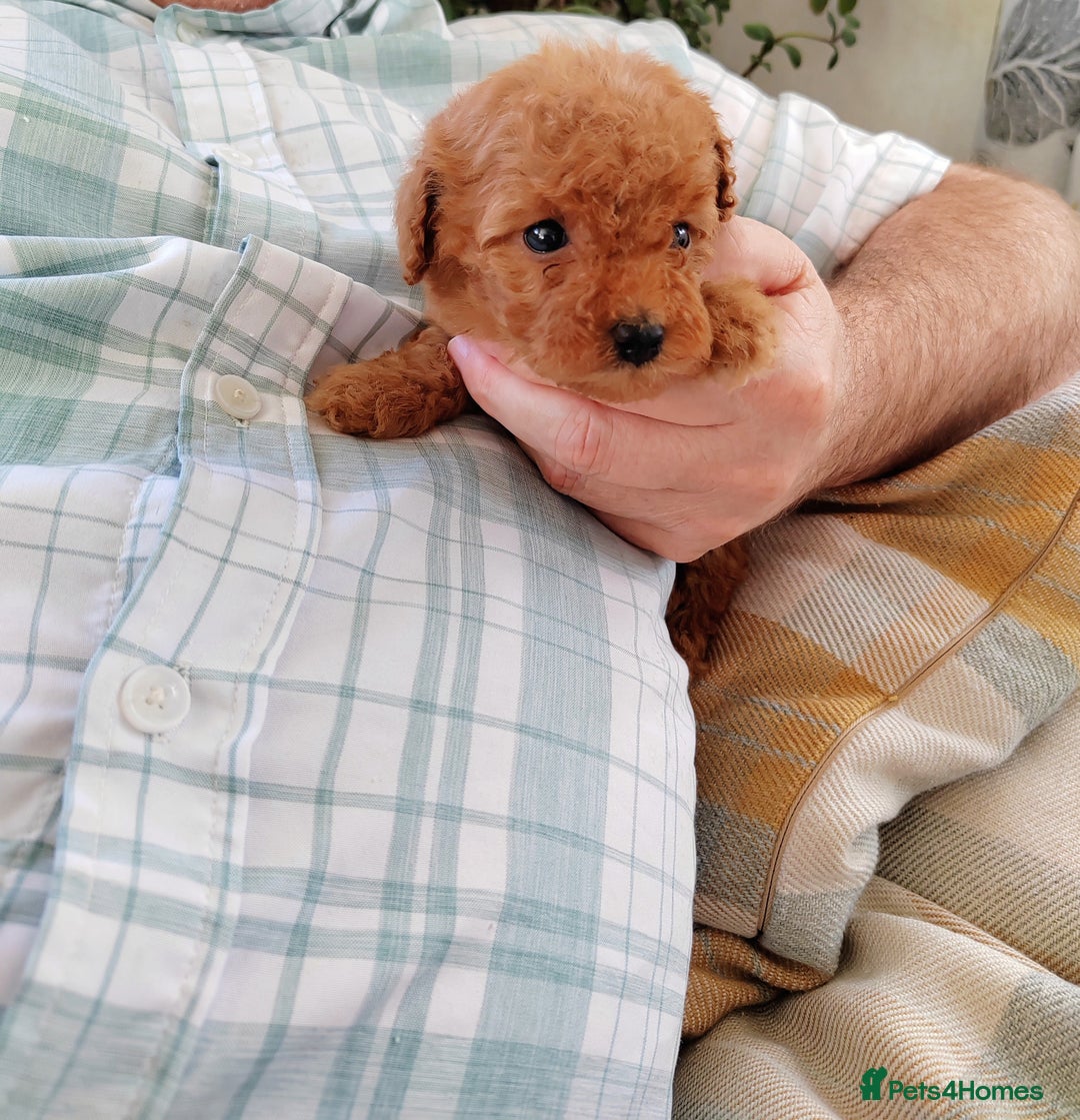 Cavapoo dogs for sale: TOY CAVAPOO DNA TESTED PARENTS AND GRANDPARENTS  - Image 30