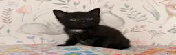 Mixed Breed cats for sale: Beautiful Kittens - Advert 7