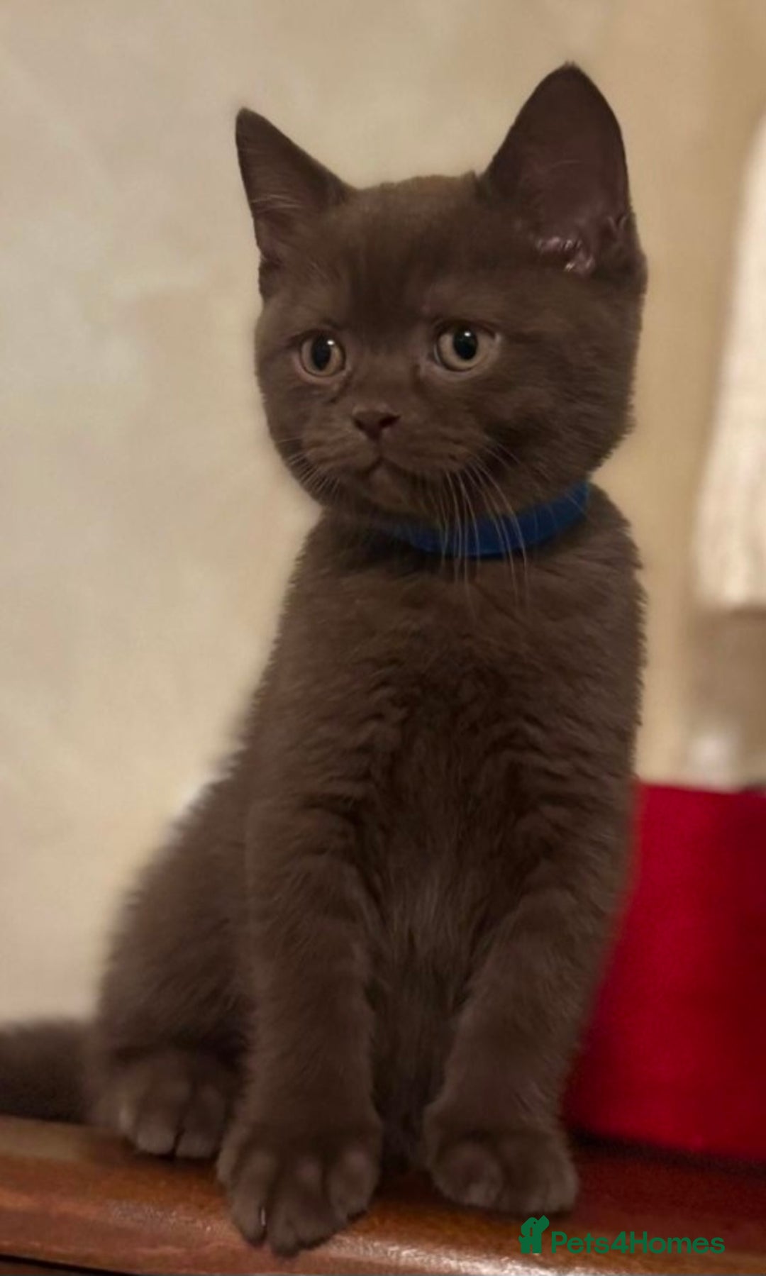 British Shorthair cats for sale: 🐾 British Shorthair Kittens Looking for Homes 🏡 - Advert 11