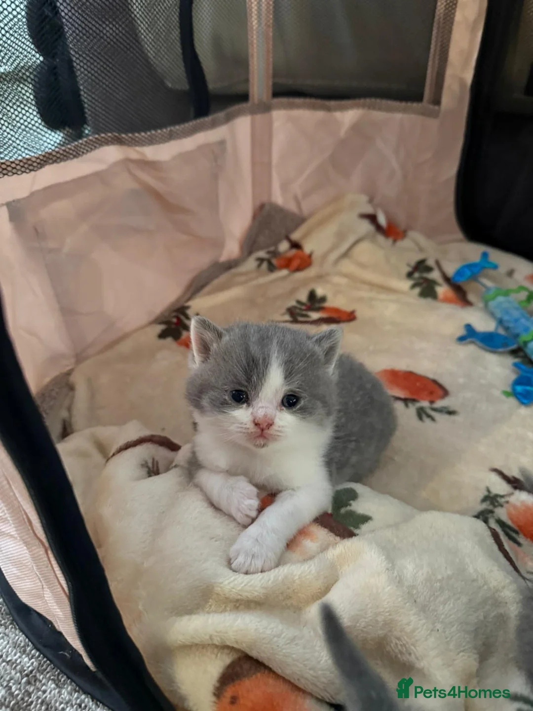 British Shorthair cats for sale: READY NOW British Shorthair Kittens - Advert 32