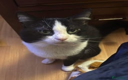 Mixed Breed cats for stud:  ** , Friendly, Well Behaved Cat - Advert 1