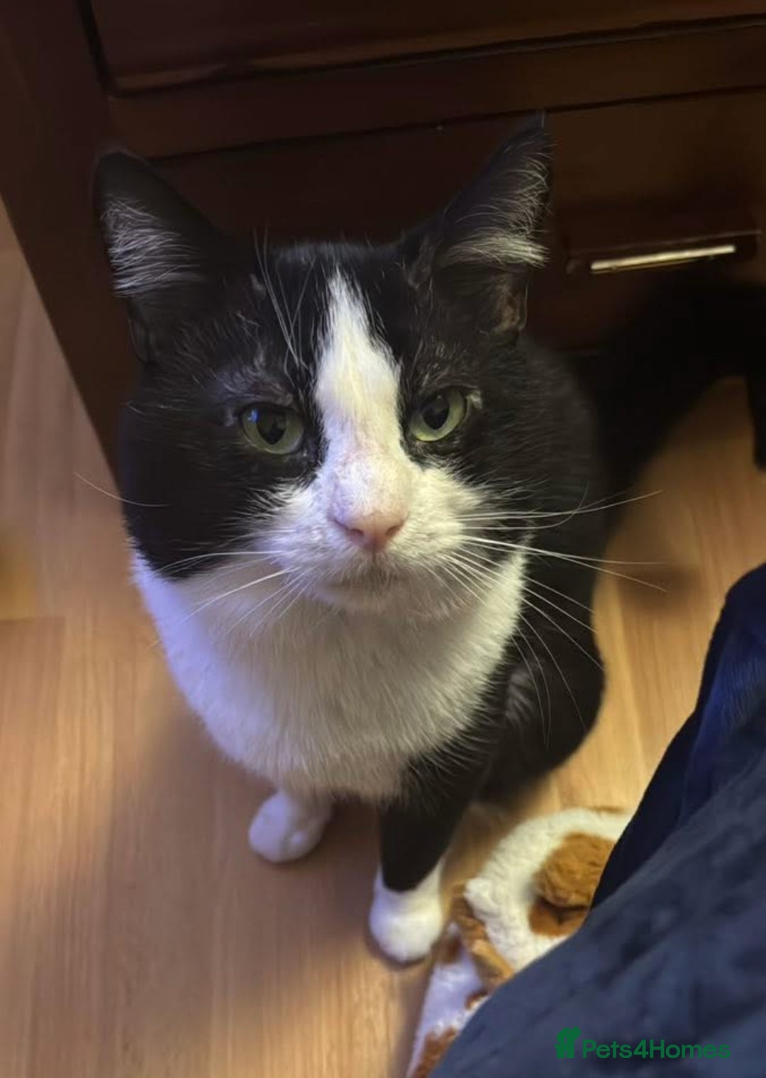 Mixed Breed cats for stud:  ** , Friendly, Well Behaved Cat - Advert 1