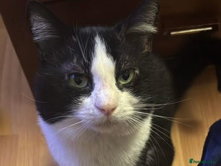 Mixed Breed cats for stud: ** , Friendly, Well Behaved Cat - Advert 1