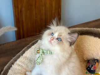 Ragdoll cats - Advert 12