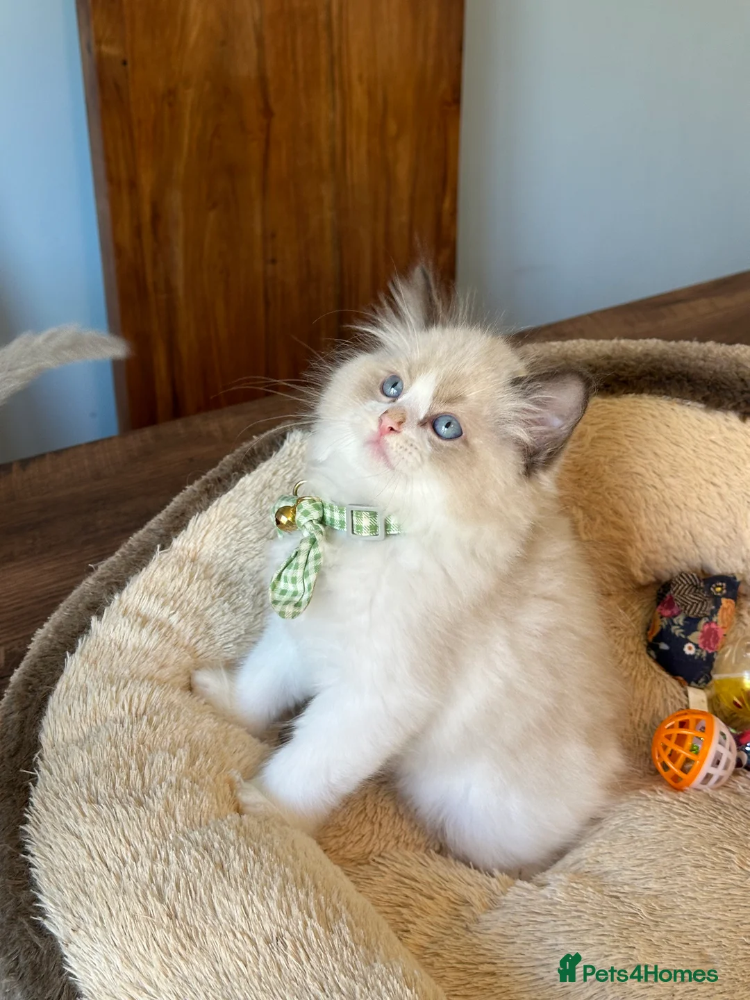 Ragdoll cats for sale:  ACTIVE CAT OR pet TICA Registered Ragdoll Kittens - Advert 17