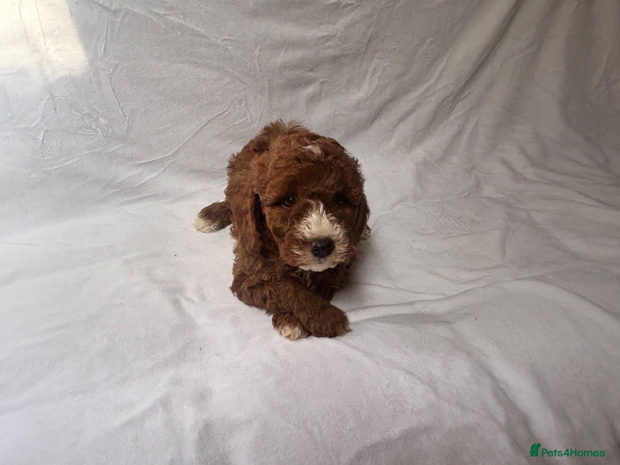 Cavapoo dogs Our delightful Cavapoo puppies  - Advert 7