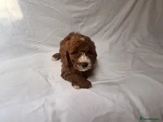 Cavapoo dogs Our delightful Cavapoo puppies - Advert 1