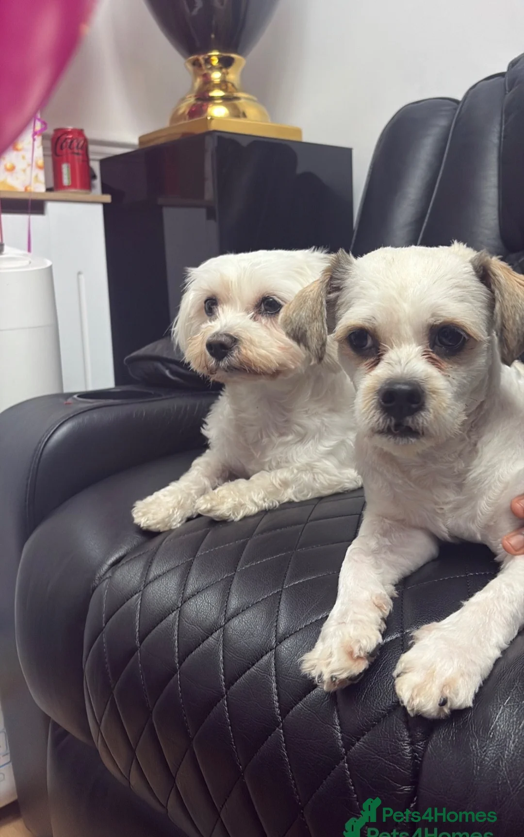 Malshi dogs for sale: Malshi puppies  in Slough - Advert 1