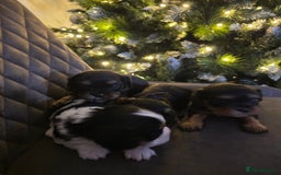 Cavalier King Charles Spaniel dogs for sale: Cavalier King Charles puppies  - Advert 7