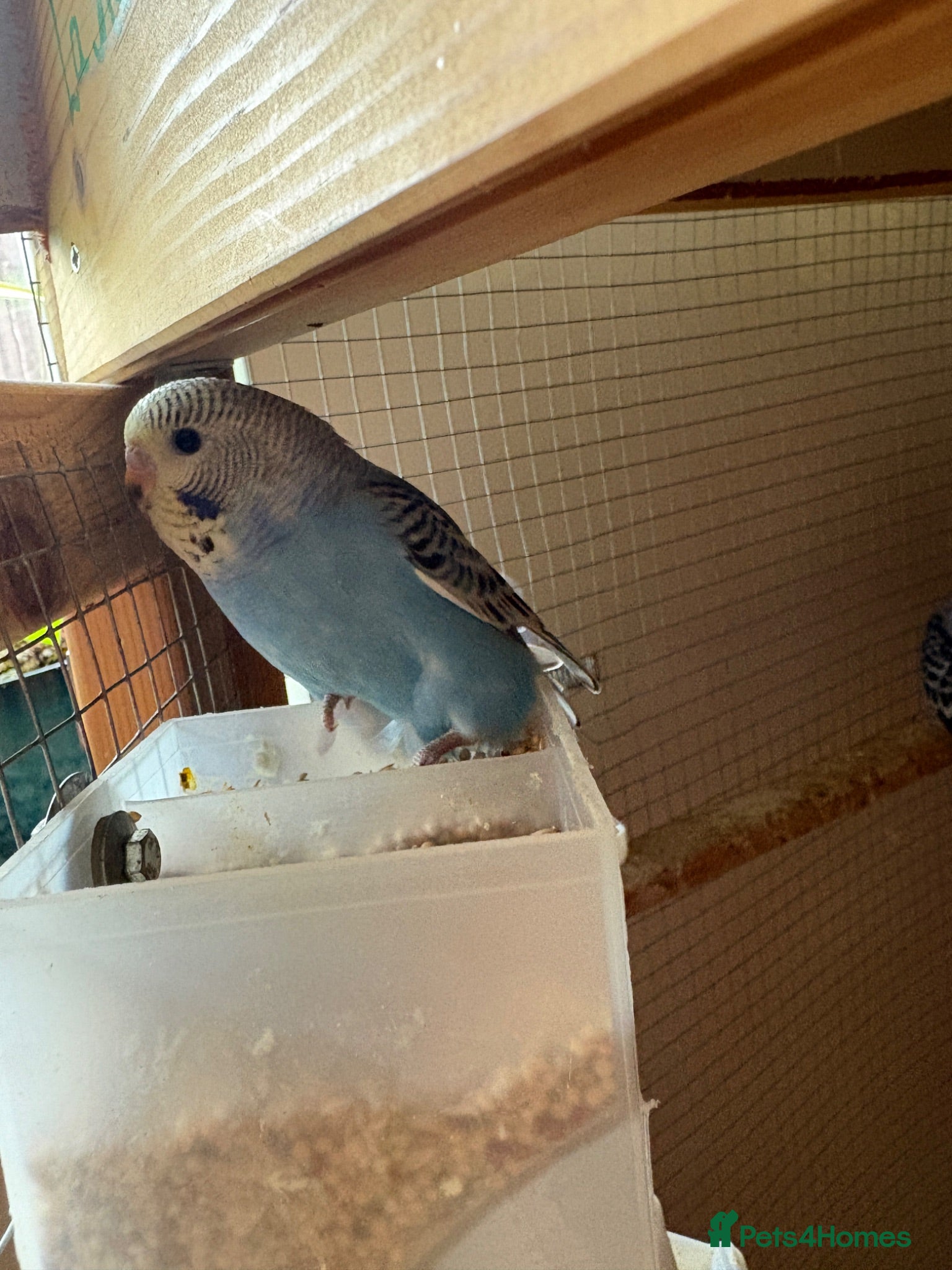 Budgerigars birds 7 young female budgies for sale - Advert 1