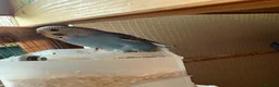 Budgerigars birds for sale: 7 young female budgies for sale - Advert 1