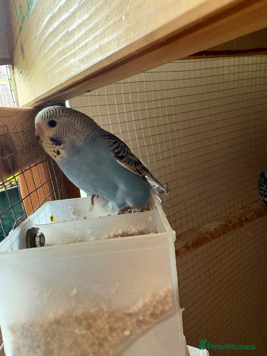 Budgerigars birds for sale: 7 young female budgies for sale - Advert 1
