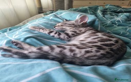Bengal cats for sale: Bengal kitten ( 5 months)  - Image 5