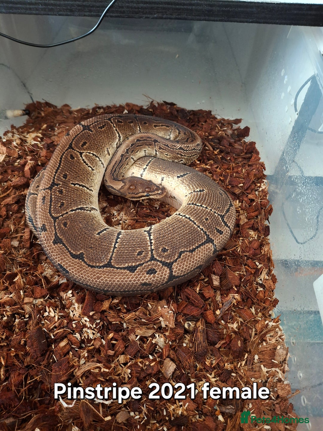 Python Snake reptiles for sale: Ball python 1 normal male 2 Pinstripe females  - Advert 5