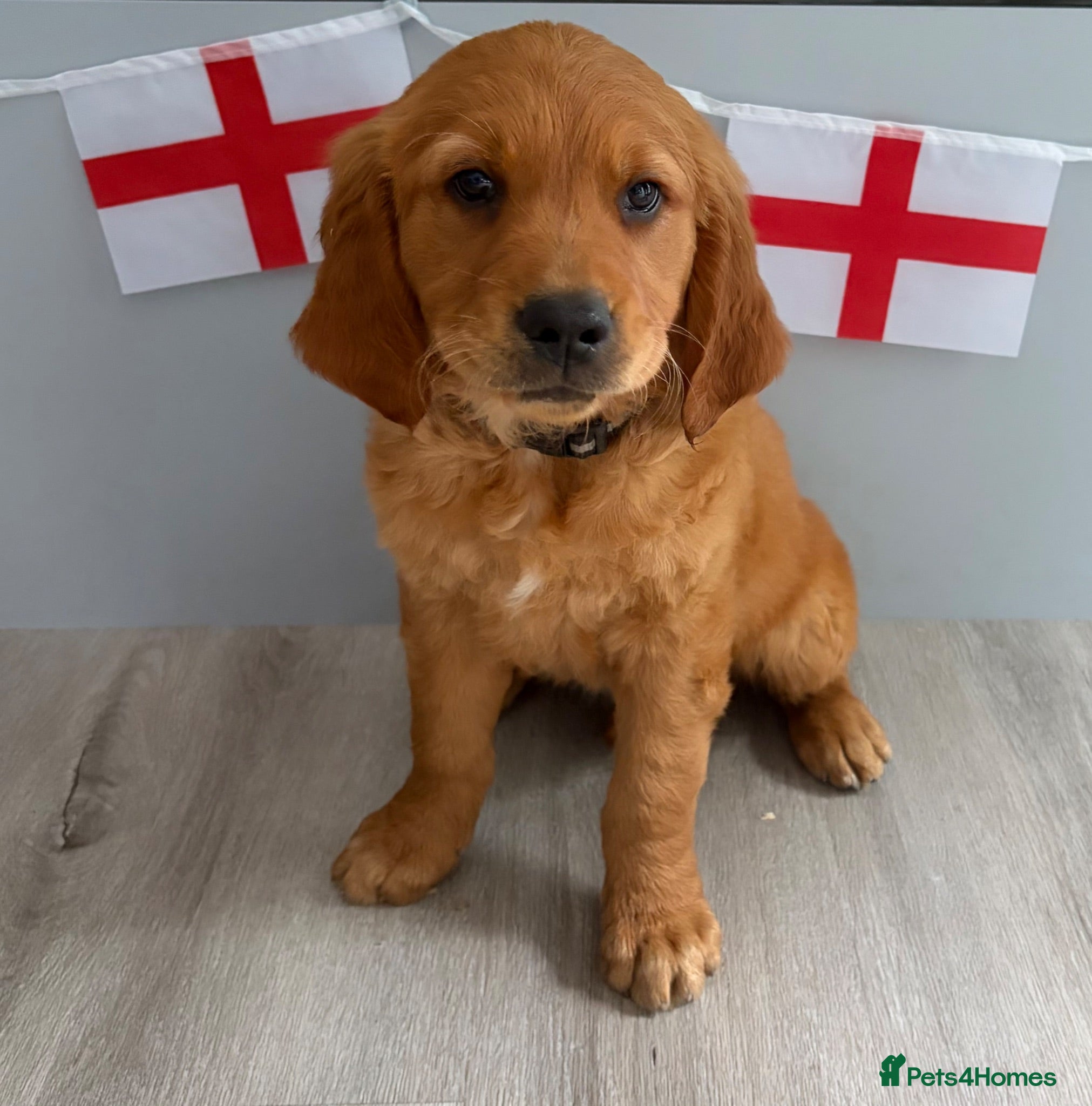 Golden Retriever dogs Ready Now 😊 gorgeous golden retriever puppies  - Advert 1