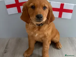 Golden Retriever dogs Ready Now 😊 gorgeous golden retriever puppies - Advert 1