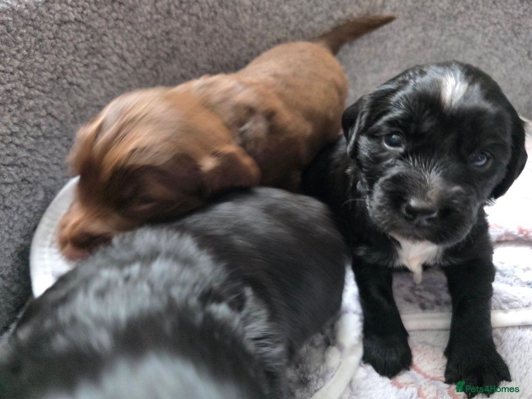 Cocker Spaniel dogs for sale: last puppy (girl) of the Working Cocker Spaniel - Advert 20