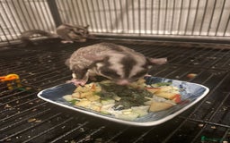 Sugar Glider rodents for sale: 3 beautiful sugergliders with full set up - Image 2