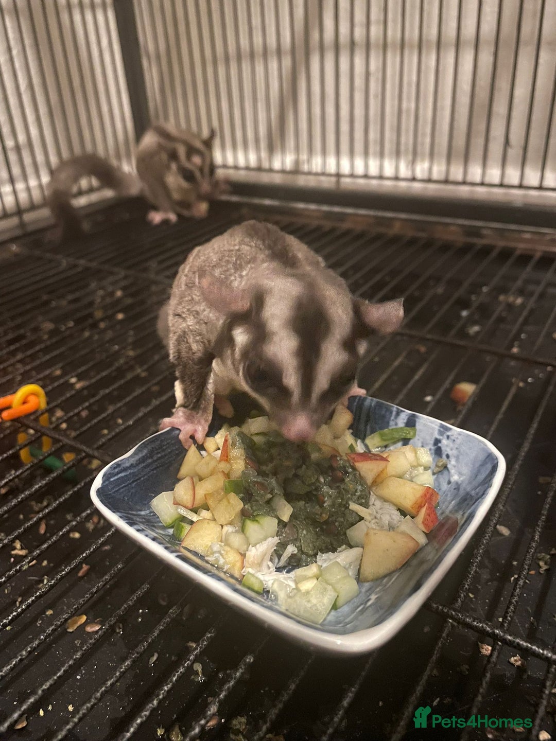 Sugar Glider rodents for sale: 3 beautiful sugergliders with full set up - Image 2