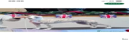 Whippet dogs for sale: NEW KIDS ON THE BLOCK /STUNNING  RKC LITTER  - Advert 23