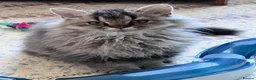 Selkirk Rex cats for sale: Gorgeous pure breed Selkirk rex kittens 😻 - Advert 8