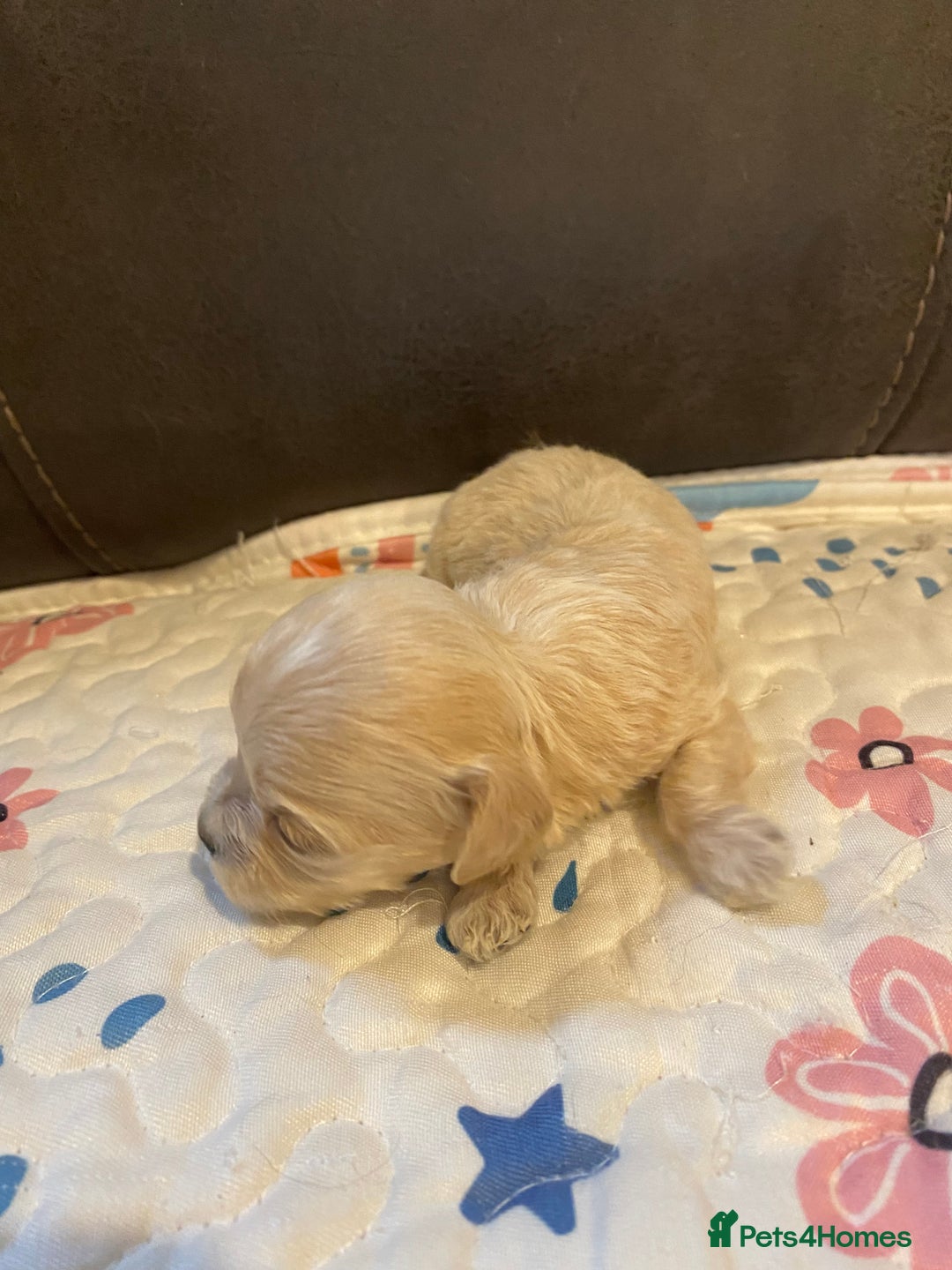 Maltipoo dogs for sale: Adorable Maltipoos Puppies  - Advert 26
