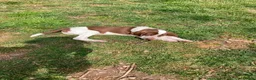 Bracco Italiano dogs for sale: Wonderful litter  - Advert 21