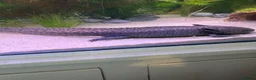 Axolotl reptiles for sale: Axolotl Eggs - Advert 7