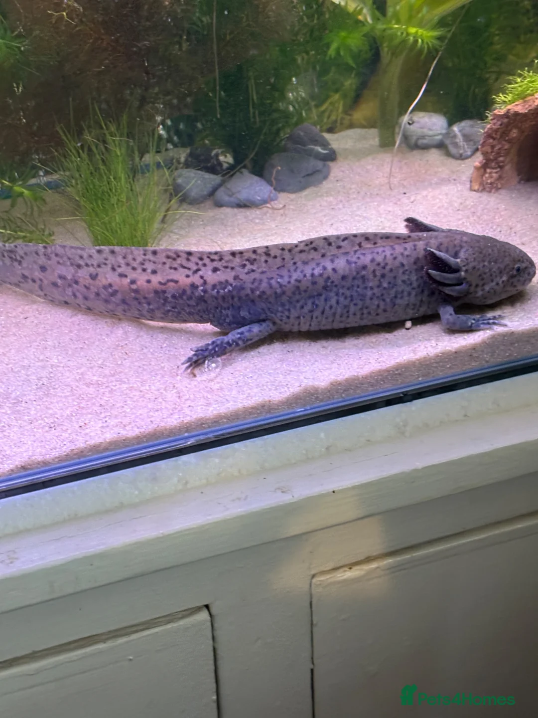 Axolotl reptiles for sale: Axolotl Eggs - Advert 7