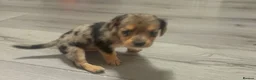 Jackshund dogs for sale: Beautiful jackweenies for sale  - Advert 5