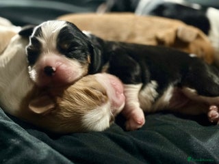 Cavalier King Charles Spaniel dogs Beautiful Cavalier King Charles Puppies - Advert 13