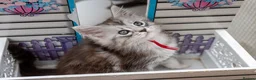 Maine Coon cats for sale: READY NOW GCCF Registered Maine Coon Kittens - Advert 23