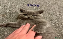 British Shorthair cats for sale: Little bundles of joy - Image 5