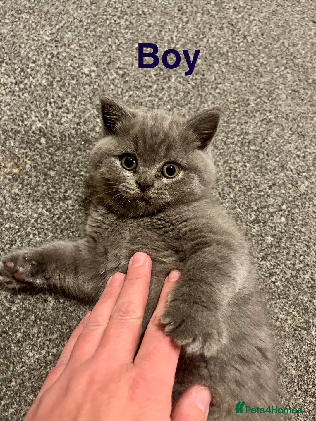 British Shorthair cats for sale: Little bundles of joy - Image 5
