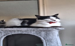 Mixed Breed cats for sale: Black and white 1 1/2 year old Cat - Image 3