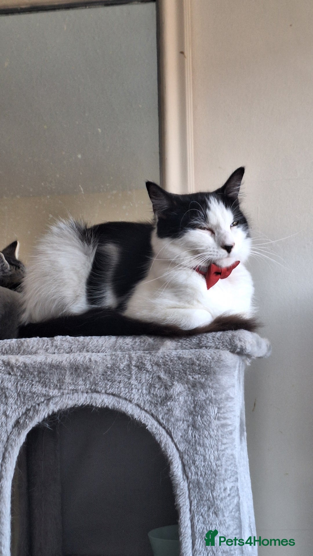 Mixed Breed cats for sale: Black and white 1 1/2 year old Cat - Image 3