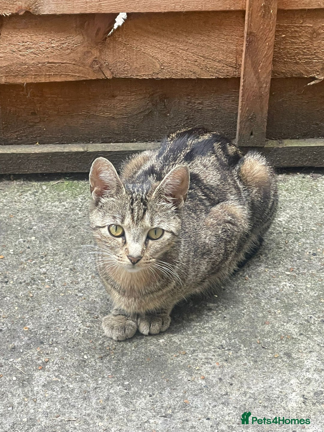Mixed Breed cats for sale: Cute brown kitten - Advert 2