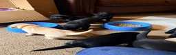 Labrador Retriever dogs for sale: Labrador Kc reg puppy’s  in Barnard Castle - Advert 2