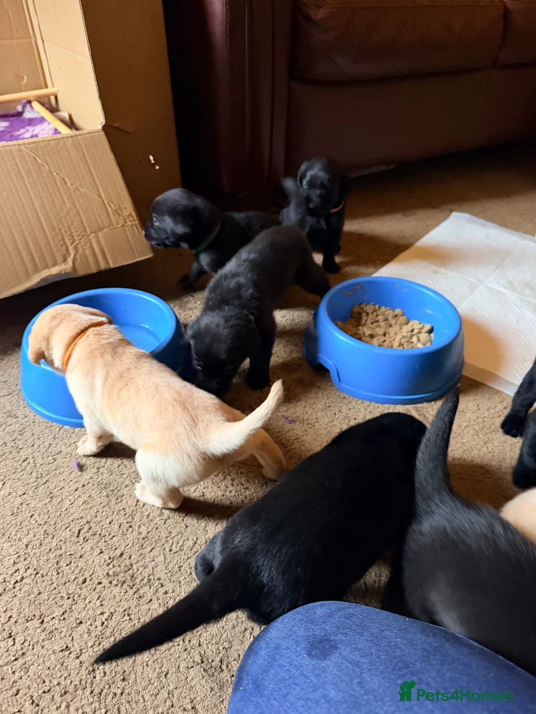 Labrador Retriever dogs for sale: Labrador Kc reg puppy’s  in Barnard Castle - Advert 2