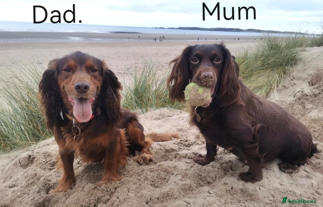 Cocker Spaniel dogs for sale: FTCH Pedigree Working Cocker Spaniels  - Advert 34