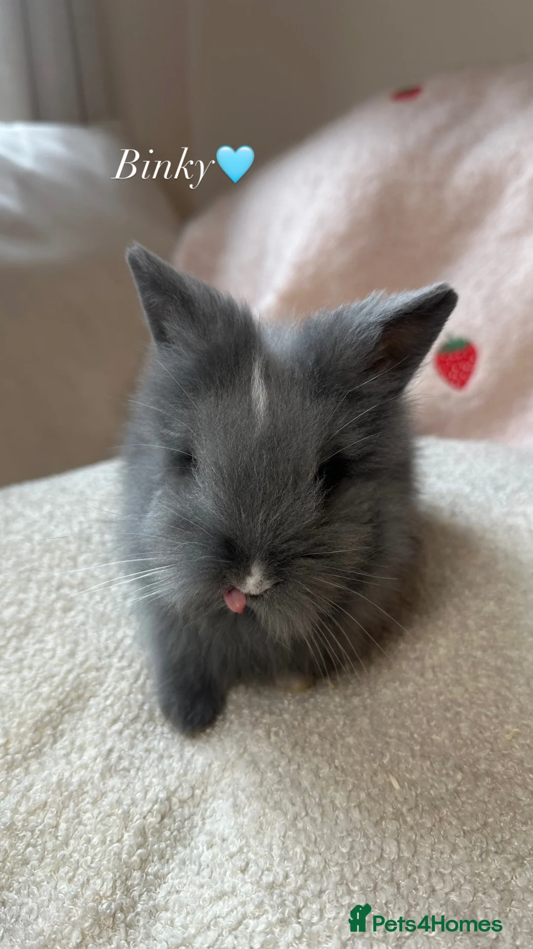 Lionhead rabbits for sale: Double Maned Lionhead Rabbits - Advert 2