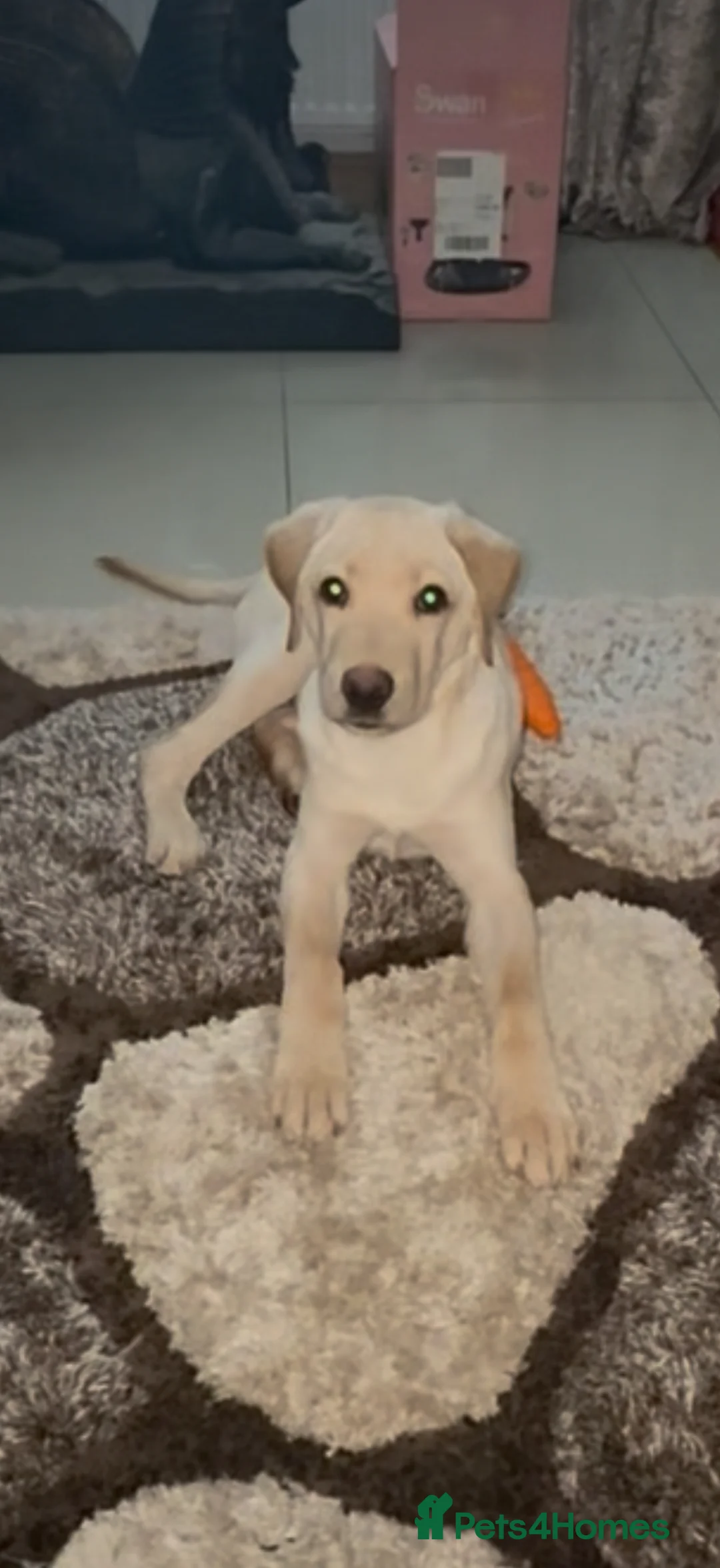 Labrador Retriever dogs for sale: 7 month old Labrador male in Saint Helens - Advert 1