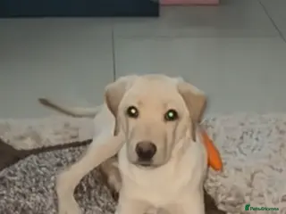 Labrador Retriever dogs 7 month old Labrador male - Advert 6