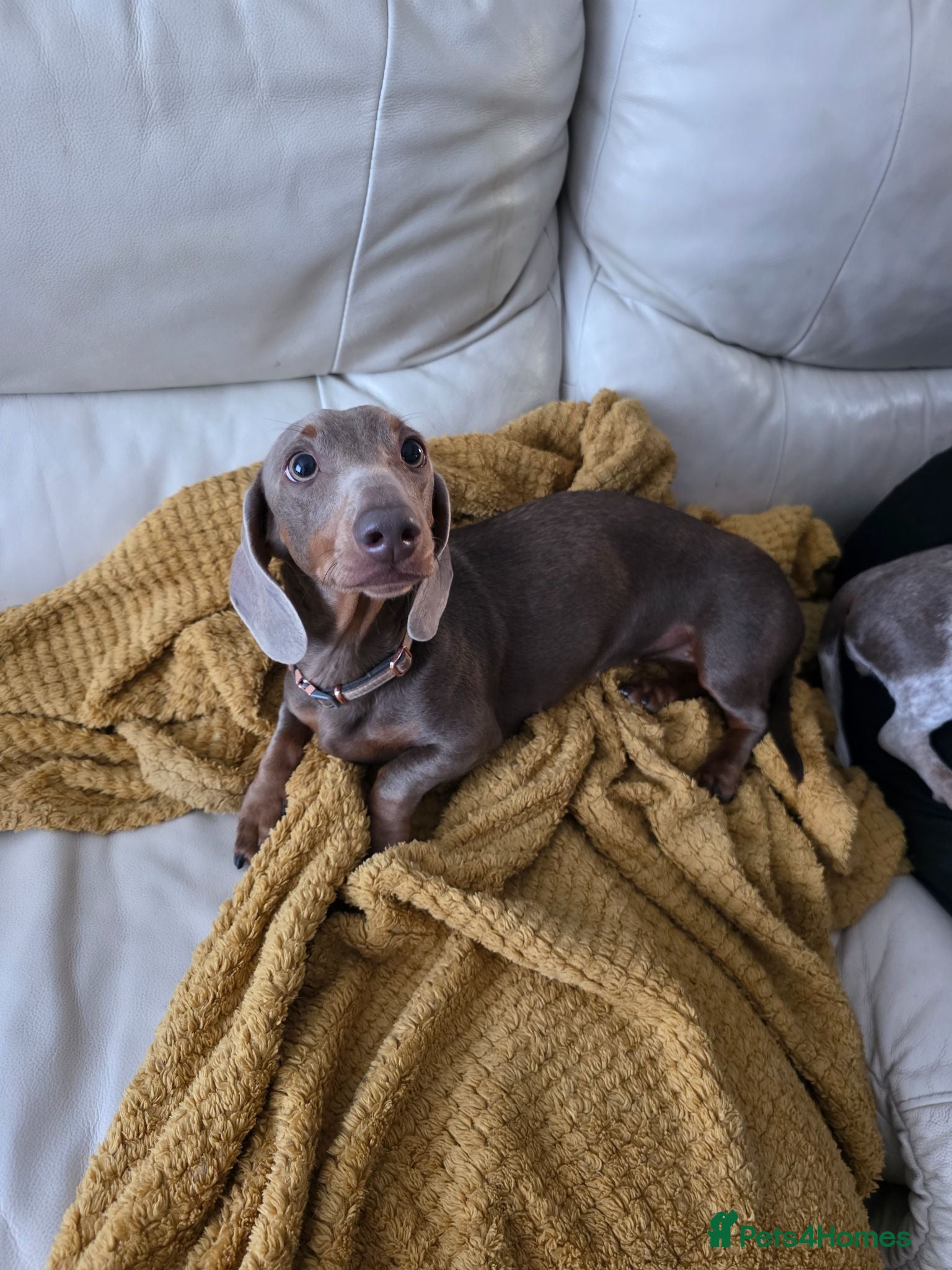 Miniature Dachshund dogs Bella miniture dachshund 🤍 - Advert 2