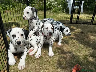 Dalmatian dogs KC reg full hearing Dalmatian Puppies - Advert 3