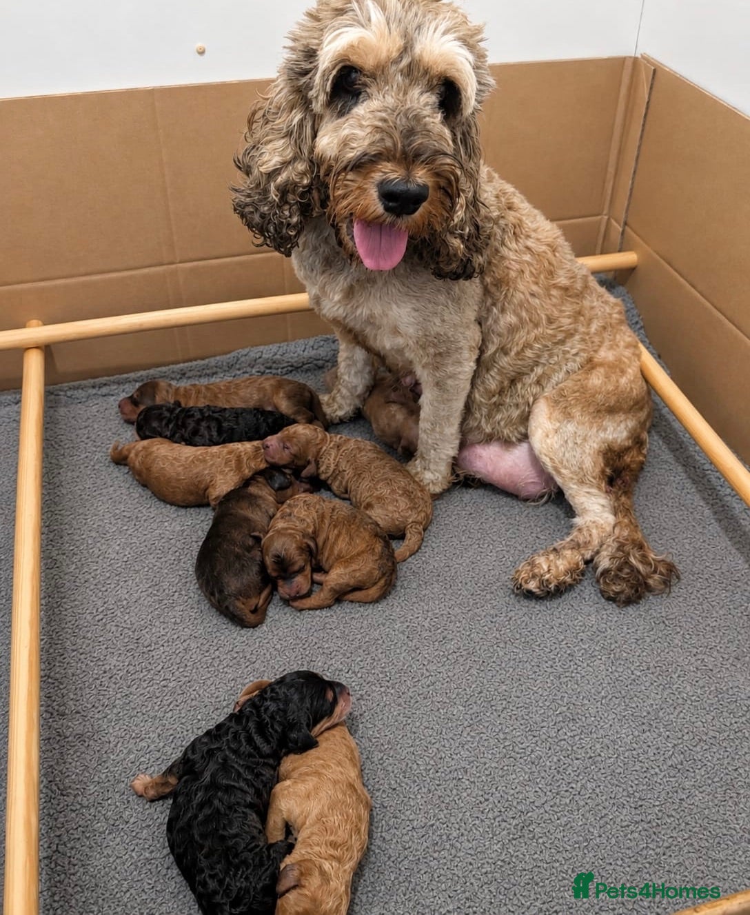 Cockapoo dogs Beautiful F1b Cockapoo puppies - Advert 2